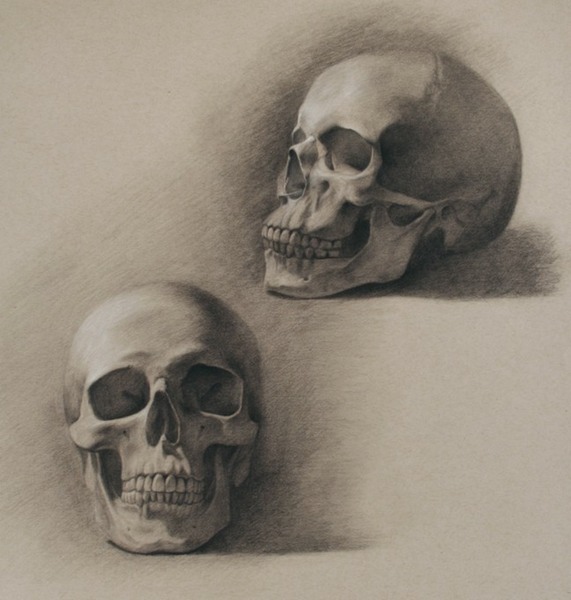 © 2013 Aron Hart, Skull Studies, charcoal and white chalk on toned paper